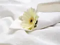 Un fiore bianco su lenzuola candide, come dopo aver provato a sbiancare lenzuola ingiallite con candeggina.