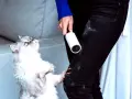 Gatto bianco e grigio con rullo adesivo per rimuovere i peli del gatto dai vestiti.
