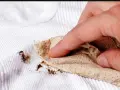 Dita che tamponano macchie marroni su biancheria antica con un tovagliolo di carta.