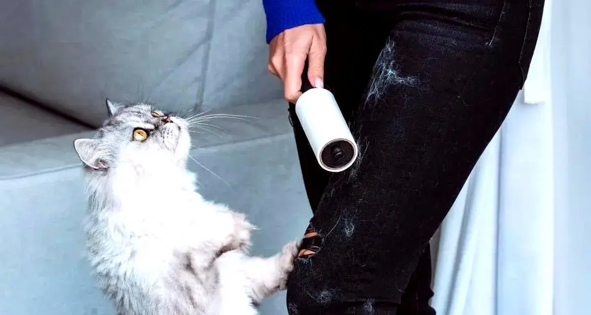 Gatto bianco e grigio con rullo adesivo per rimuovere i peli del gatto dai vestiti.