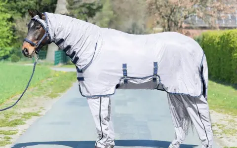 A horse wearing a full body fly sheet and leg covers stands on a path outdoors.