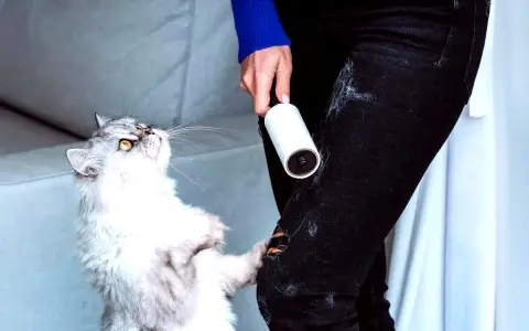 Gatto bianco e grigio con rullo adesivo per rimuovere i peli del gatto dai vestiti.