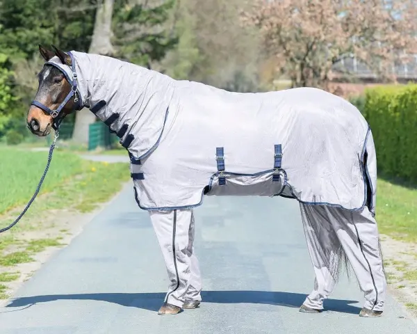 A horse wearing a full body fly sheet and leg covers stands on a path outdoors.
