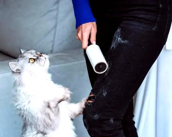 Gatto bianco e grigio con rullo adesivo per rimuovere i peli del gatto dai vestiti.