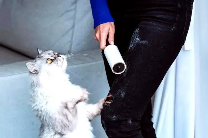 Gatto bianco e grigio con rullo adesivo per rimuovere i peli del gatto dai vestiti.