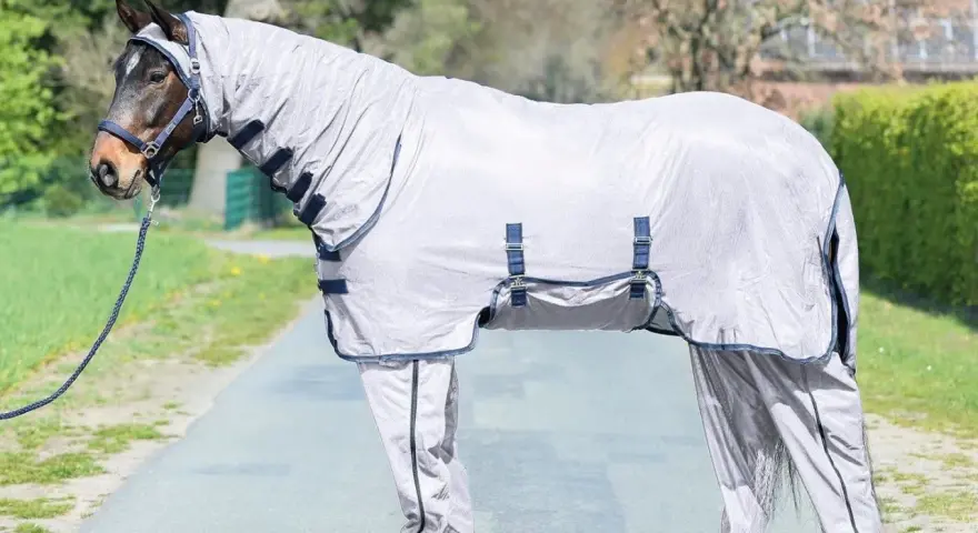 A horse wearing a full body fly sheet and leg covers stands on a path outdoors.