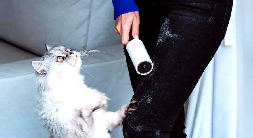 Gatto bianco e grigio con rullo adesivo per rimuovere i peli del gatto dai vestiti.